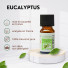 Huile Essentielle Eucalyptus - 10 ml